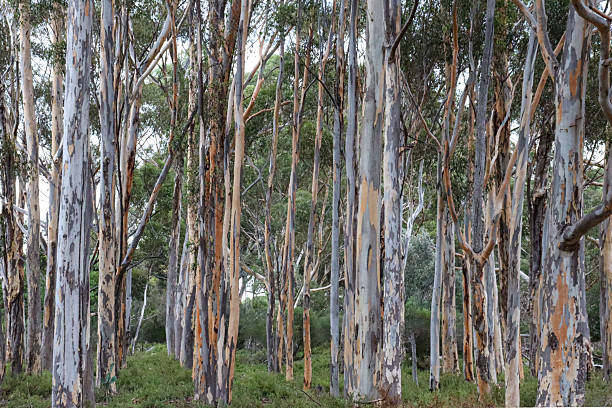 istock eucalyptus trees with colored bark in australian bushland 2208784956