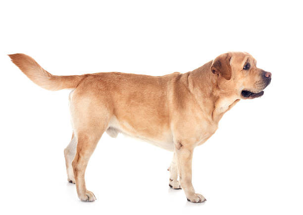 istock adult labrador retriever 2208785038