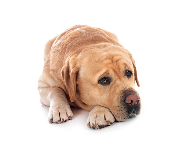 istock adult labrador retriever 2208785048