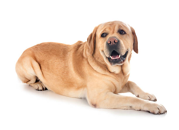 istock adult labrador retriever 2208785049