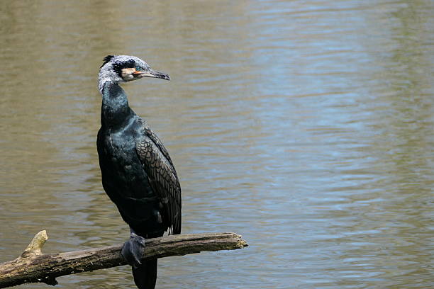 Great cormorants have an almost entirely black plumage. During the breeding season, the birds gain a nuptial plumage. The black body acquires an iridescent bluish or greenish sheen, the wings a bronze sheen, and white patches appear on the neck and thighs.