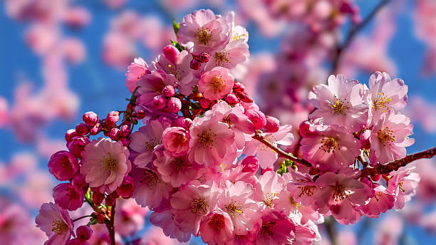 istock Japanese Cherry Blossom Tree Against Blue Sky - Spring Sakura Blooms Fine Art Background 2208787597