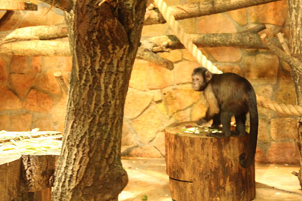 Cebus apella Brown capuchin monkey on a stump.