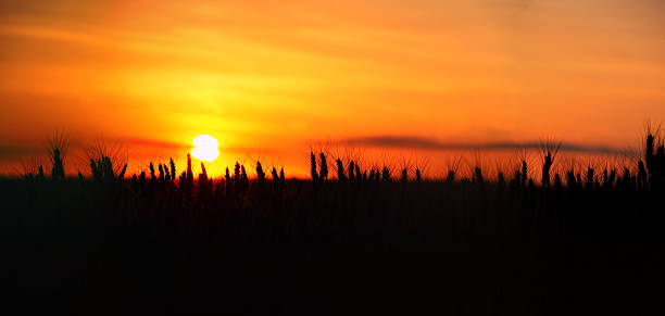 istock Wheat field silhouette at late colorful sunset, panoramic view 2208787793