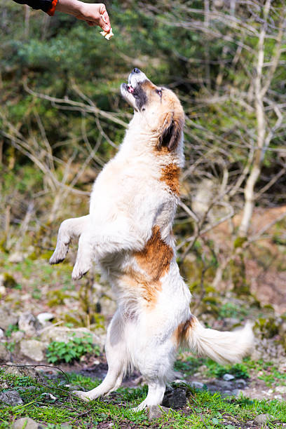 istock Alert Small Dog in Natural Habitat 2208787845