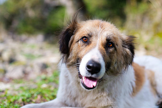 Beautiful dog stands in the yard on the green grass and looking at the camera. Place where dog lives.