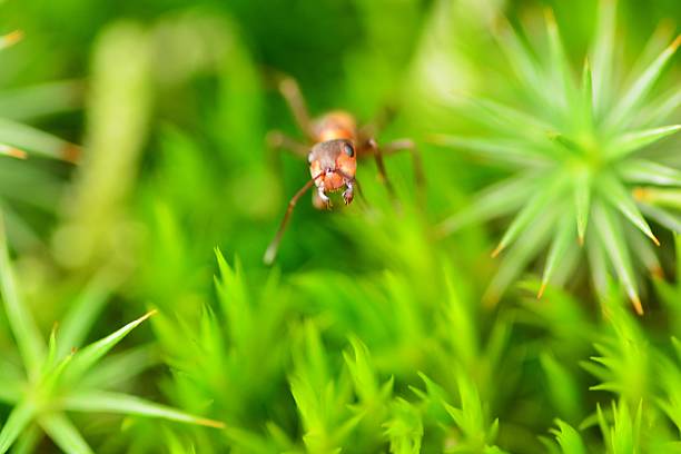Cute insect ant head in green grass close up macro view