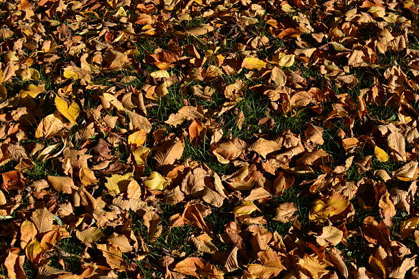 Fallen dry tree leaves on the grass in autumn