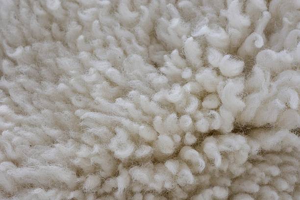 istock Wavy and curly sheep fur close up macro background texture wool 2208789009