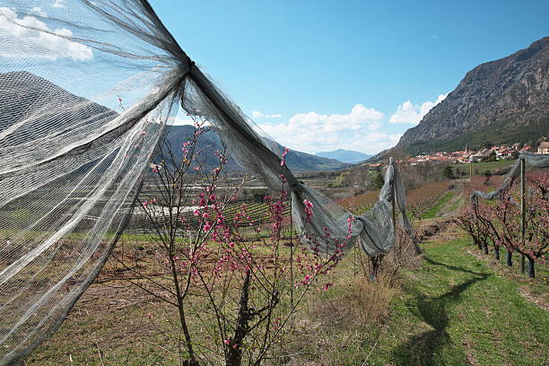 In the Hautes Alpes, in early spring, on the Durance plain downstream from the Serre-Ponçon dam, east of the village, peach trees are the first to bloom in this vast area of ​​orchards.\nImage taken looking west, towards the village, near the Saint-Roch chapel
