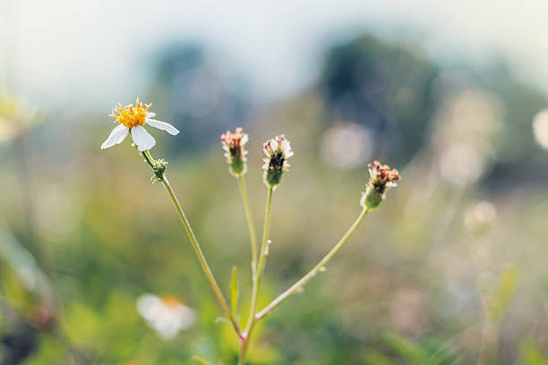 Interesting photo of Flowers captured outside