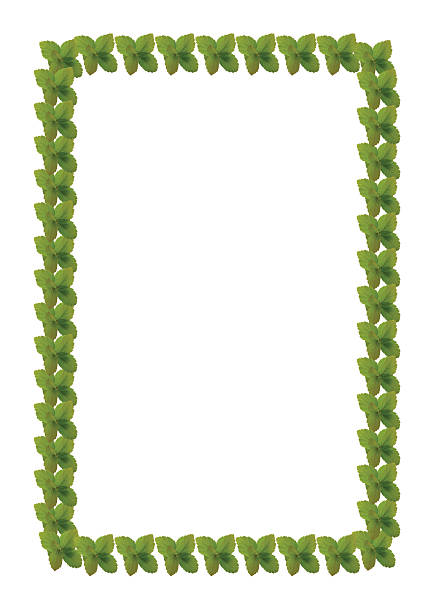 Frame Of Fresh Green spring Leaves isolated on white