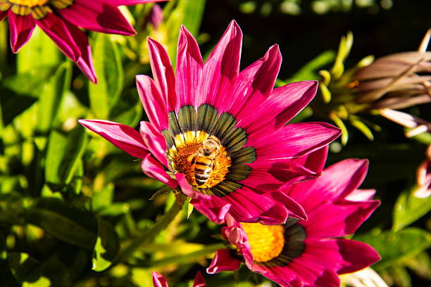 Close-up of a vibrant pink flower with a bee collecting pollen, showcasing the beauty of nature and the importance of pollinators