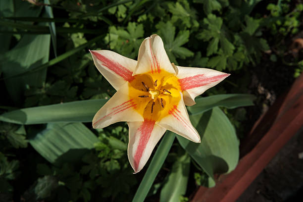 Macro shot of a beige, pink and yellow tulip blooming in early spring with green leaves background