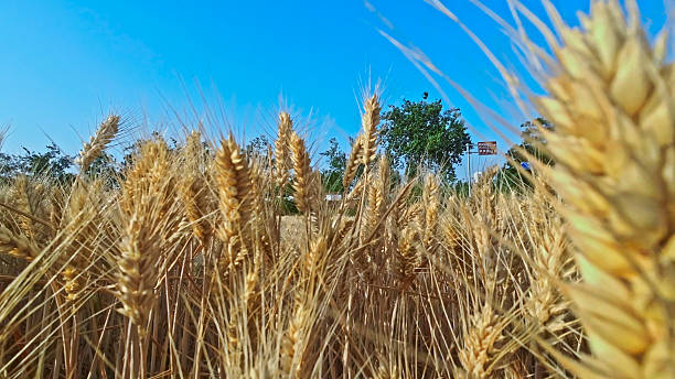 Wheat Fields,Wheat ear,Crops,Farmland,China,Asia.