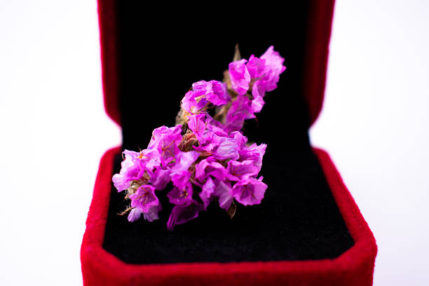 Vibrant purple dried flowers are elegantly displayed in a red velvet jewelry box. The box's plush black interior provides a contrasting backdrop, accentuating the rich color of the flowers. The arrangement suggests a delicate balance between natural beauty and refined presentation. The soft, slightly blurred pink background adds a gentle, romantic touch to the composition.