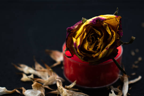 A dried rose with yellow and deep red petals rests atop a round red candle. The petals, curling and textured, highlight the flower's aging beauty. Surrounding the setup, scattered beige leaves provide contrast against the dark background, enhancing the scene's somber elegance. The composition balances color and texture, drawing attention to the rich hues and delicate decay of the floral elements.