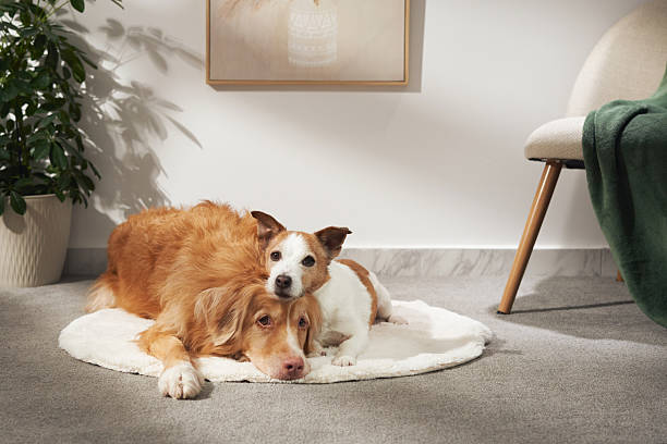 istock Jack Russell leaning on retriever on rug 2208800555