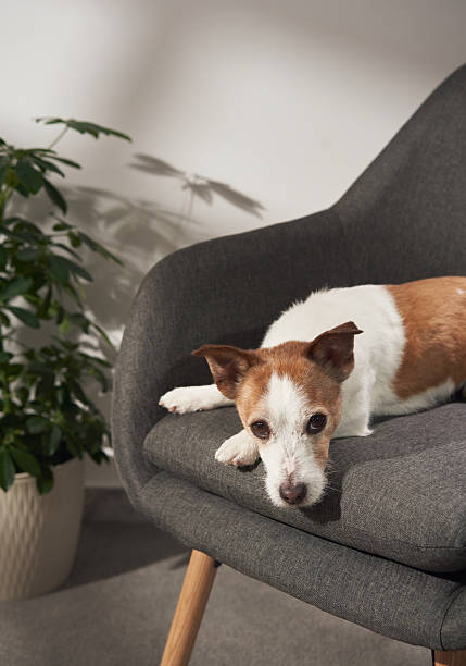 istock Jack Russell resting on dark chair 2208800583