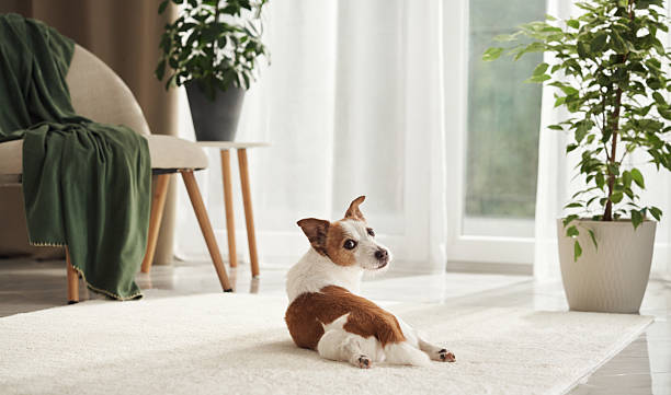 istock Jack Russell lying near window and plants 2208800594