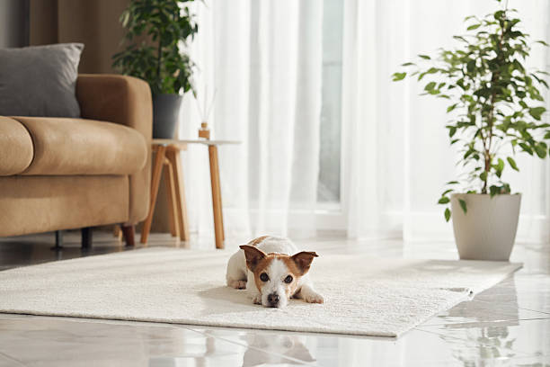 istock Jack Russell resting near couch 2208800606