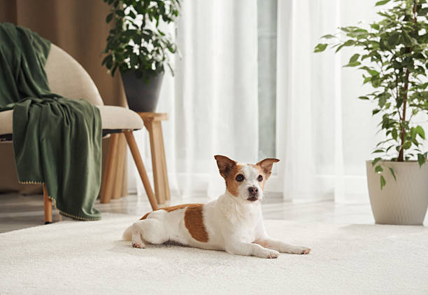 istock Jack Russell lounging near chair 2208800622