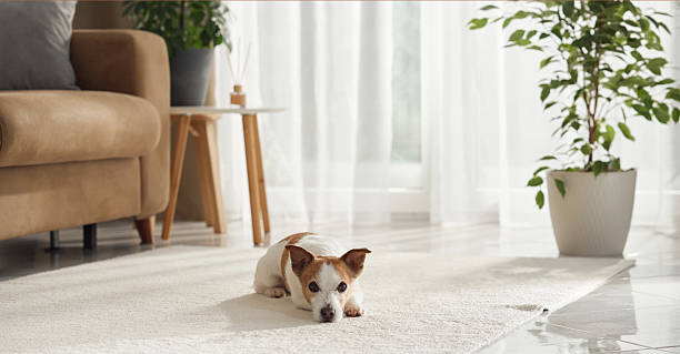 istock Small dog walking on shiny floor 2208800639