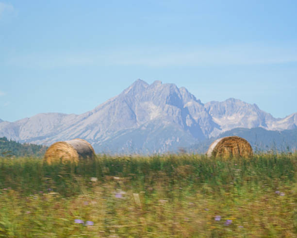 A rural field in summer under a blue sky in the Altai mountains. Siberia, Russia