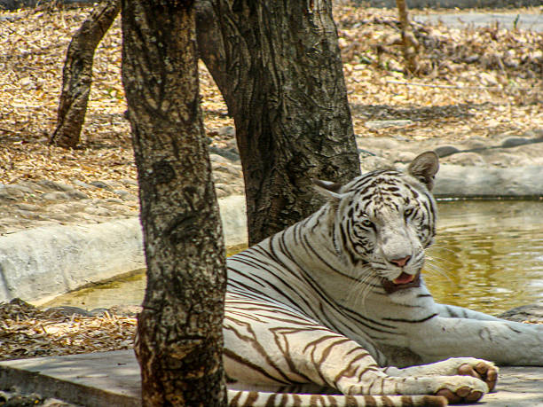 istock Close up of White Bengal Tiger 2208804487