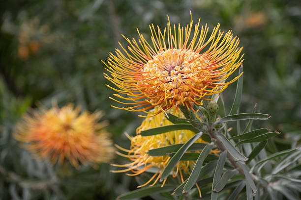 istock Pincushion in blossom 2208806920