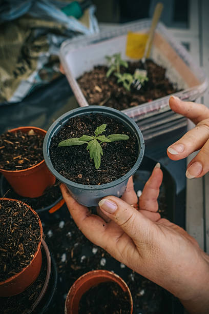 istock Transplanting tomato seedlings into pots by hand at home 2208807050