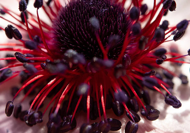 istock Stamen of poppy 2208810575