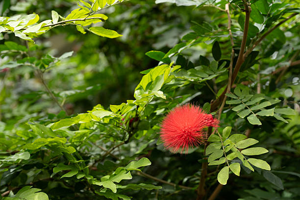 red flower
