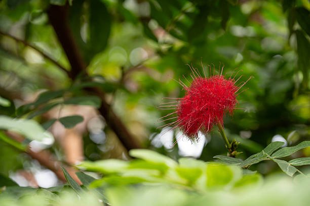 A close up of the petals of a pohutukawa tree flower with a light behind them. Studio shot.