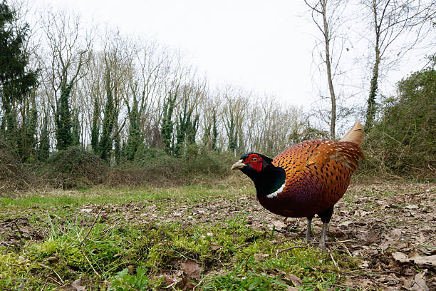 male pheasant in the countryside