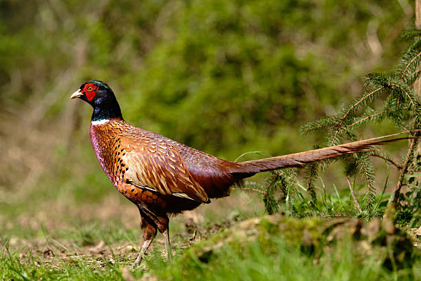Brightly feathered pheasant sitting against a white background, showcasing vivid red, orange, gold, and purple plumage. Ideal for wildlife, birdwatching, hunting, and nature-related concepts.