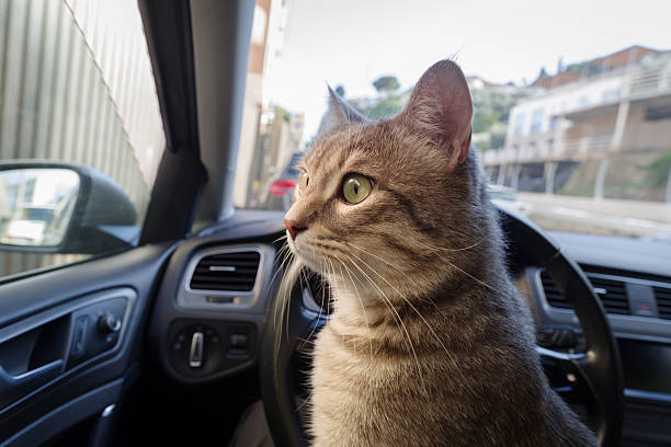 istock Cat riding in a car 2208812755