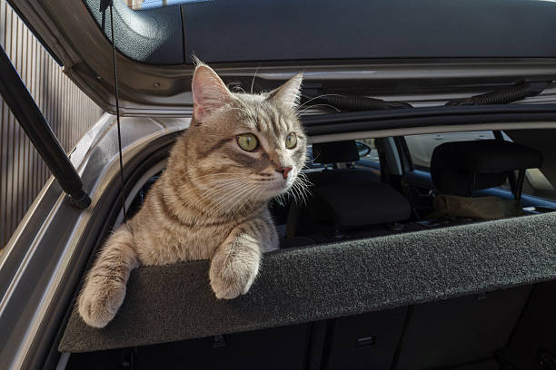 istock Beautiful cat in the car 2208812760