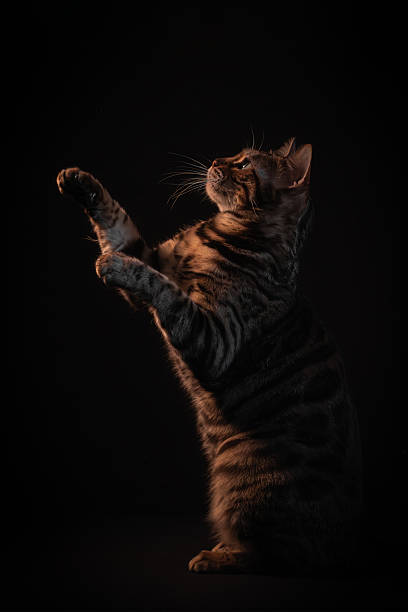 istock Bengal cat on black background, low key. Cat looking up 2208814039