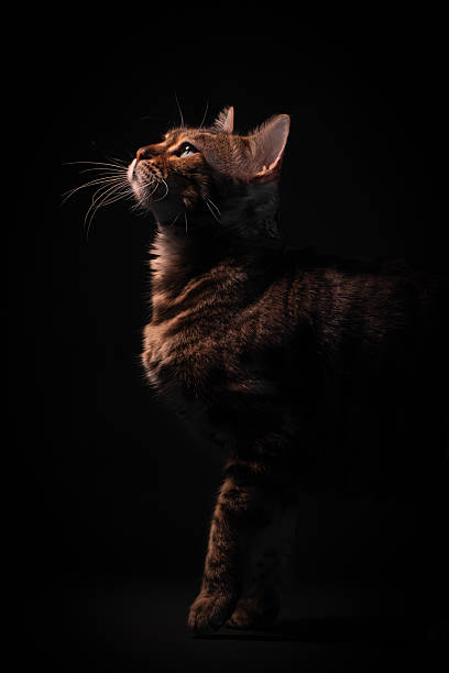 istock Bengal cat on black background, low key. Cat looking up 2208814693