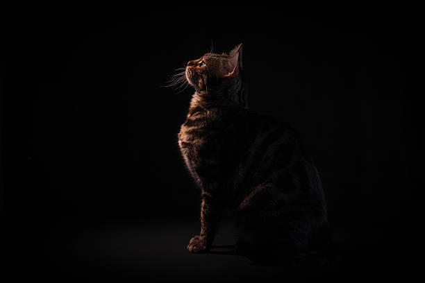 istock Bengal cat on black background, low key. Cat looking up 2208814796