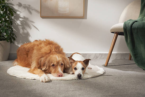istock Retriever and Russell resting on round rug 2208816565