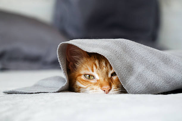 istock Ginger cat lies on the bed under the covers. Shallow focus. 2208816596