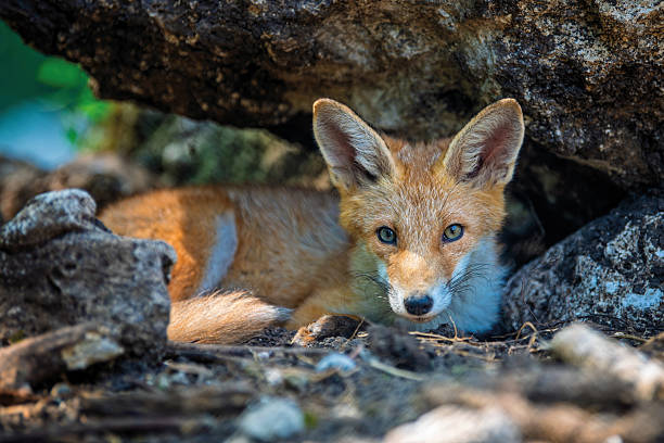 istock Red fox, vulpes vulpes in forest. Wild animal in natural environment 2208816691