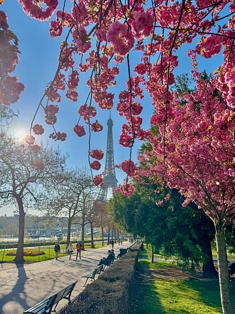 istock Cherry trees in Trocadero 2208818490