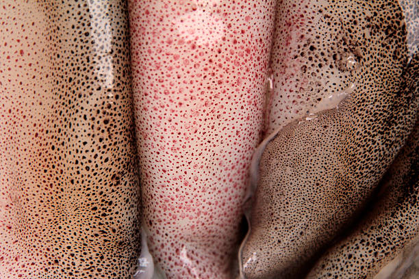 European squid skin with chromatophores cells