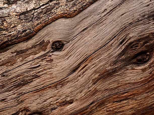 istock Bark of old tree skin. Abstract background and texture for design. 2208825743