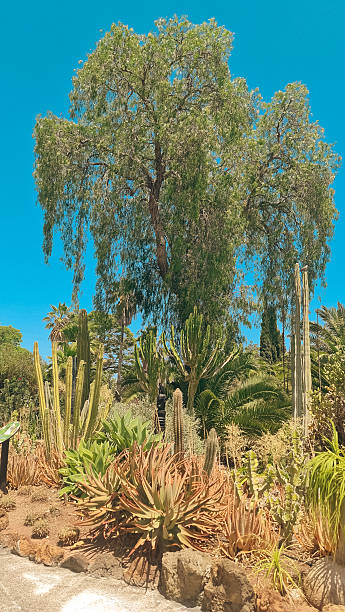 istock Different cactuses and succulents in the park 2208825787