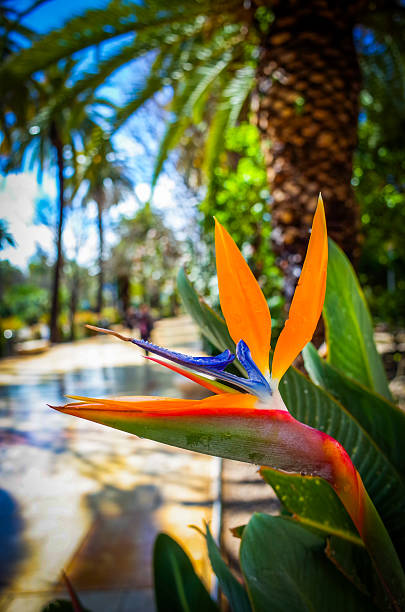 istock Malaga, Andalusia, Costa de Sol, Spain. Paseo del Parque 2208826097