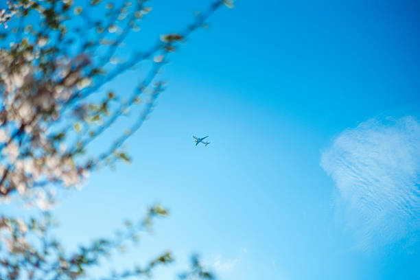 Cherry blossoms in full bloom and a passenger aircraft.